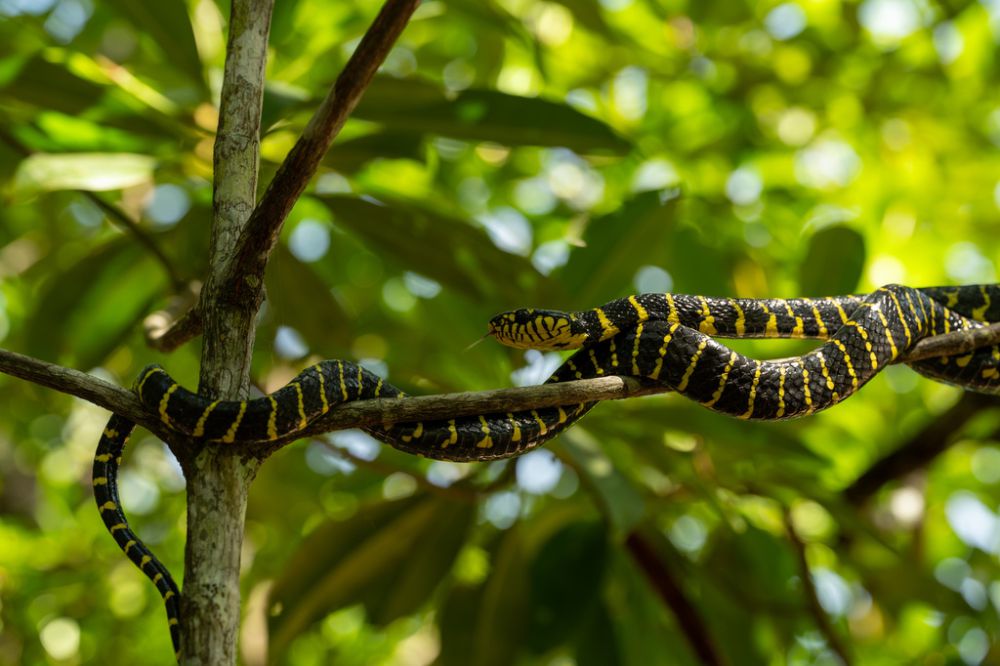 6 Reptil yang Menghuni Daerah Bakau, Beberapa Harus Diwaspadai!