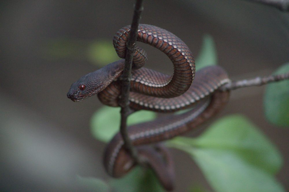 6 Reptil yang Menghuni Daerah Bakau, Beberapa Harus Diwaspadai!