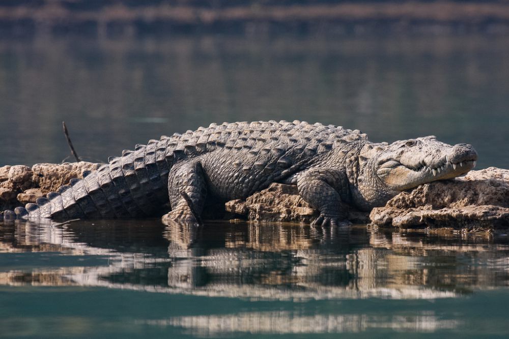 5 Fakta Unik Buaya Rawa, Dianggap Suci dan Sakral di Beberapa Daerah!