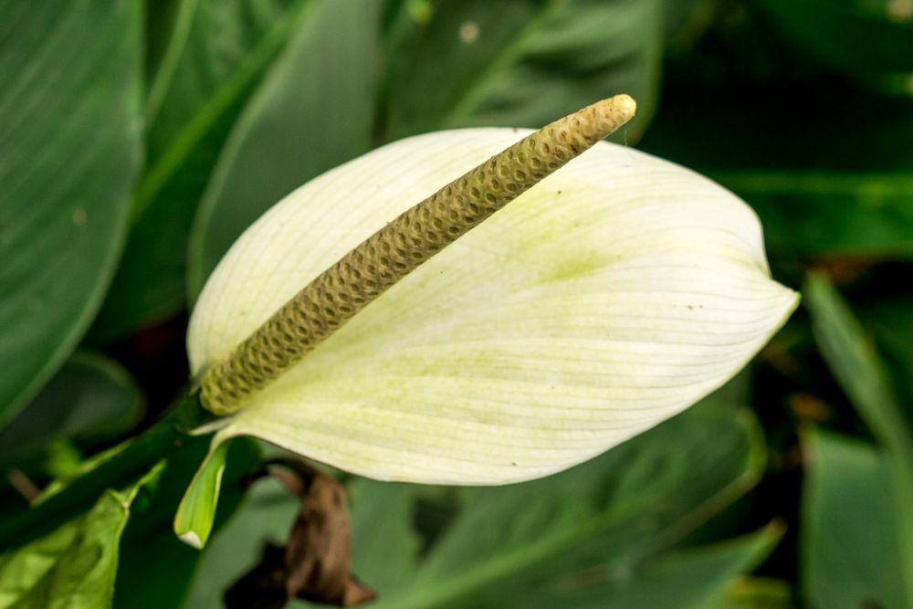 7 Tanaman Hias Penahan Erosi untuk Kebun Lahan Miring