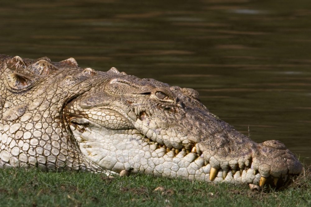 5 Fakta Unik Buaya Rawa, Dianggap Suci dan Sakral di Beberapa Daerah!