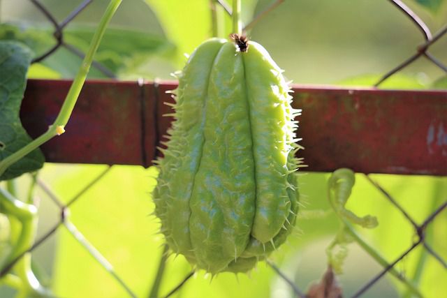 8 Sayuran yang Tahan Panas dan Cocok untuk Berkebun di Musim Kemarau