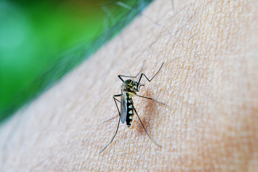 Otorita IKN Imbau Warga Cegah Penyebaran Demam Berdarah Dengue