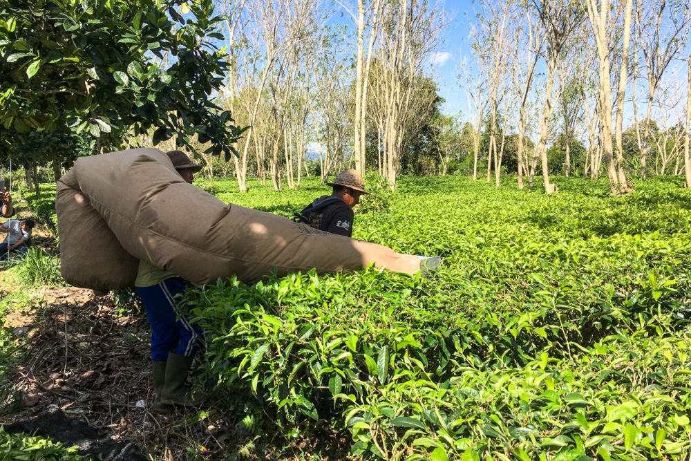 Belajar Tentang Teh di Kebun Teh Brew Me Fine Blend Tabanan