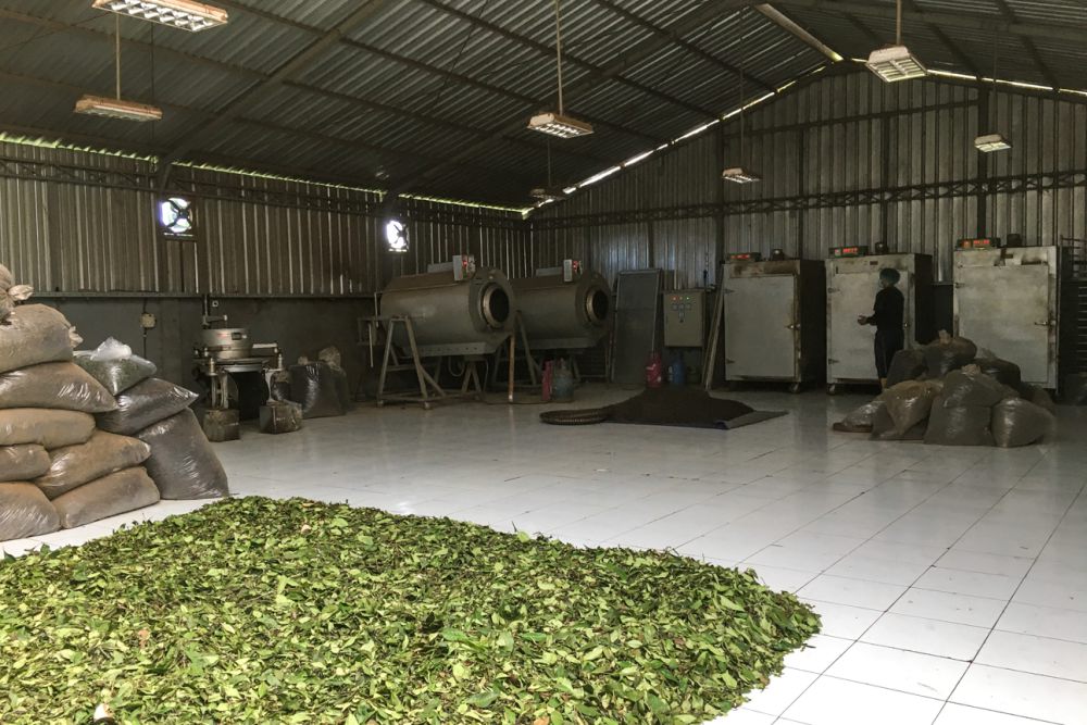 Belajar Tentang Teh di Kebun Teh Brew Me Fine Blend Tabanan