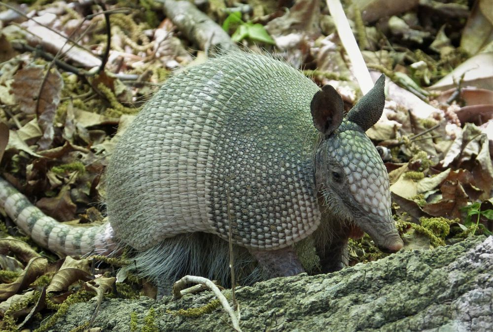 5 Hal Unik Armadillo Bergaris Sembilan yang Bikin Kamu Terpesona