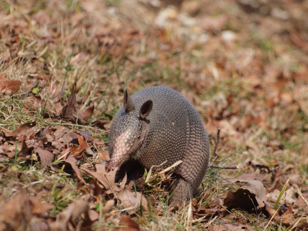 5 Hal Unik Armadillo Bergaris Sembilan yang Bikin Kamu Terpesona