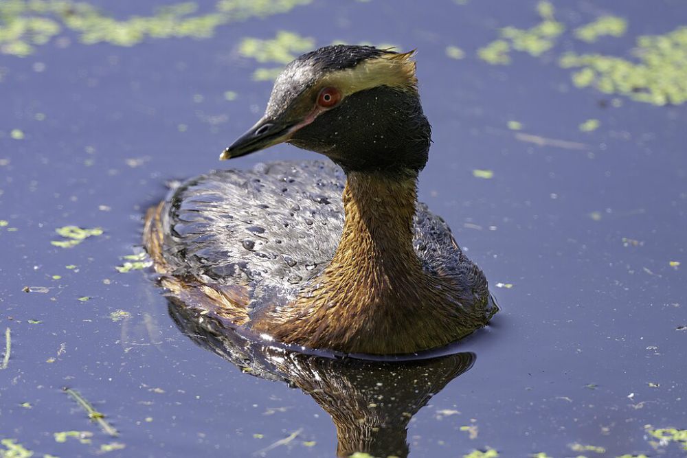 5 Fakta Horned Grebe, Burung Air Menawan Gemar Menyelam