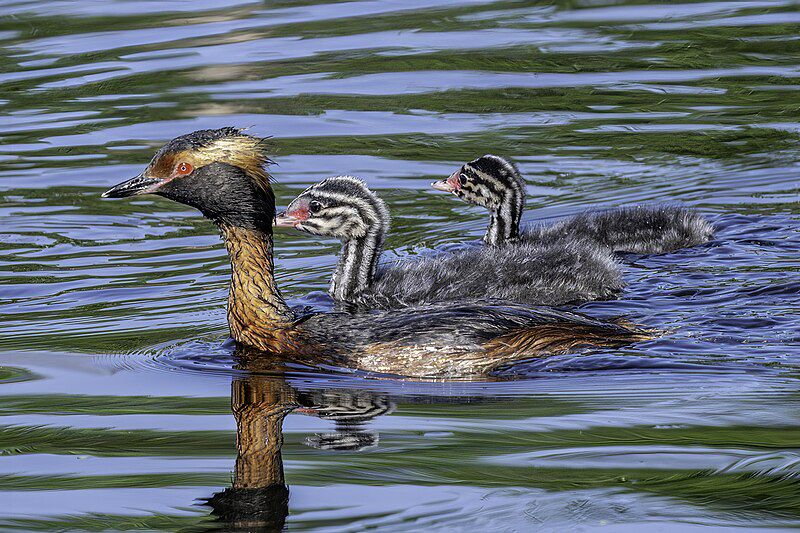 5 Fakta Horned Grebe, Burung Air Menawan Gemar Menyelam