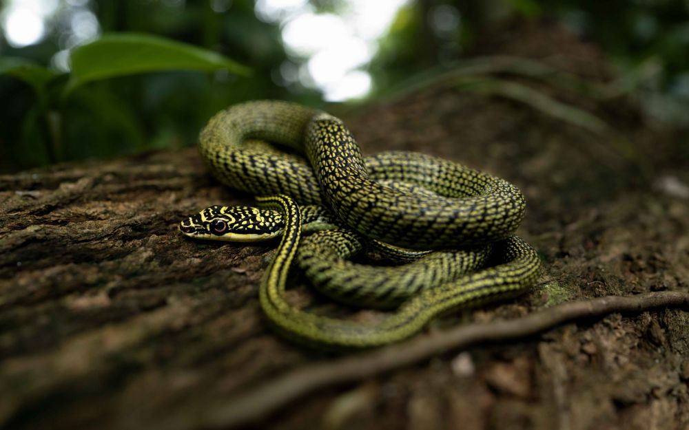 7 Fakta Unik Golden Tree Snake, Spesies Ular Terbang Terbesar!