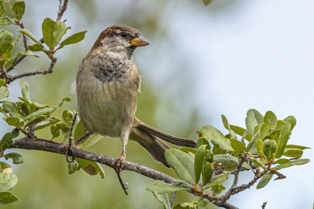 7 Spesies Burung Gereja, Salah Satunya Memiliki Corak yang Elegan