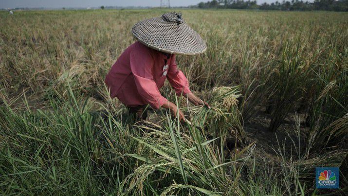 Hadapi La Nina, Stok Pupuk Subsidi di Sukabumi Dipastikan Aman