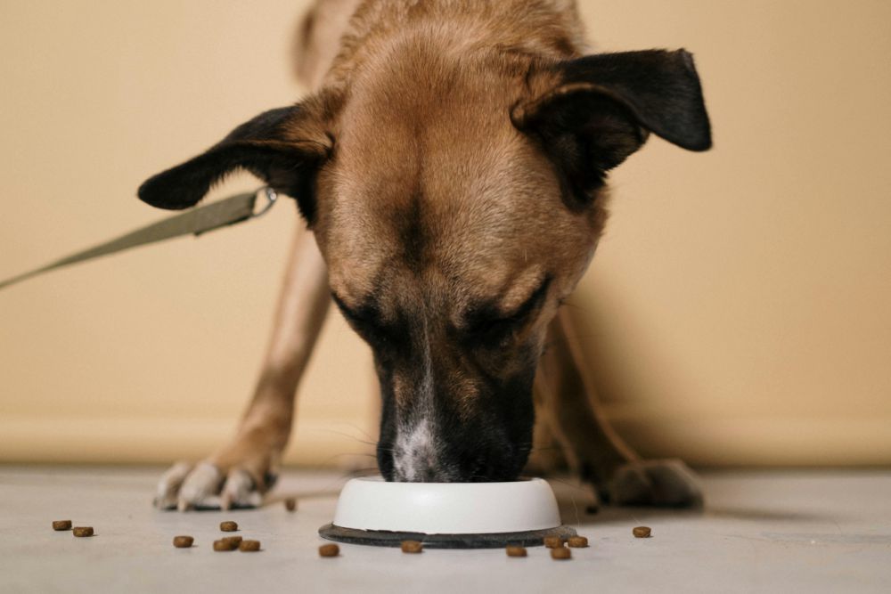 5 Perlengkapan Memelihara Anjing di Rumah, Harus Disediakan