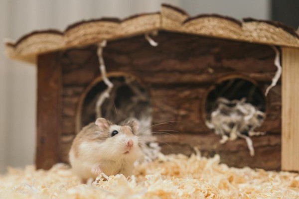 10 Penyebab Hamster Mati saat Dipelihara, Bukan Mati Konyol!