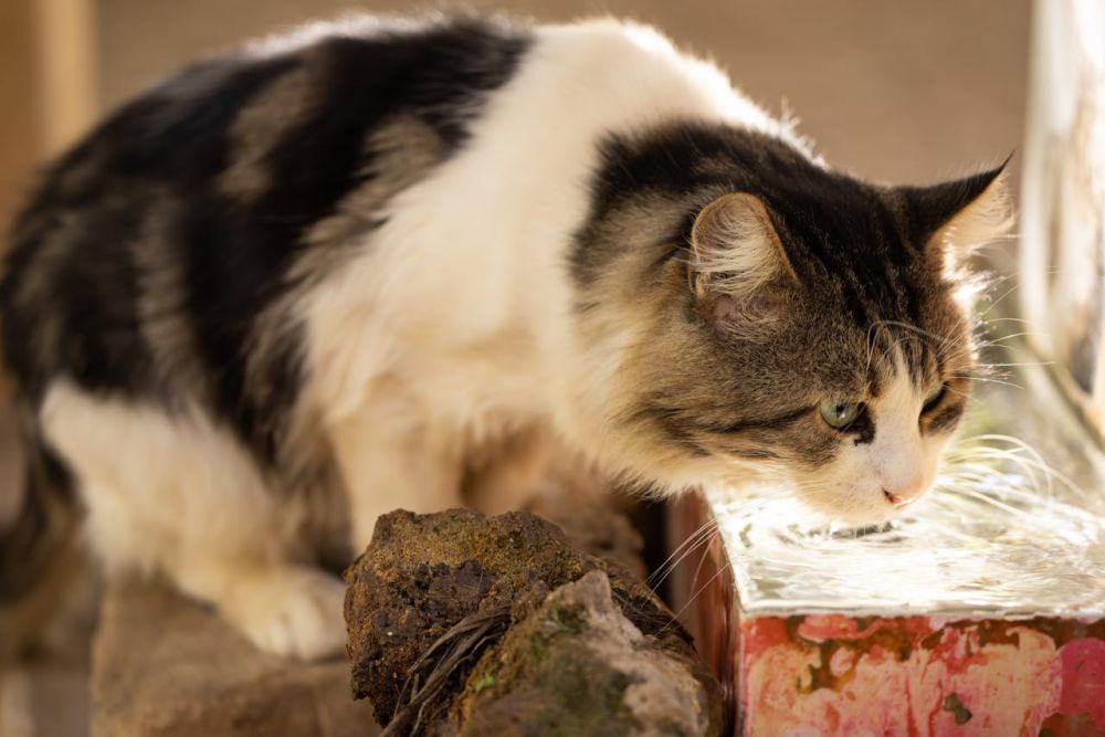 5 Alasan Hidung Kucing Selalu Basah dan Dingin