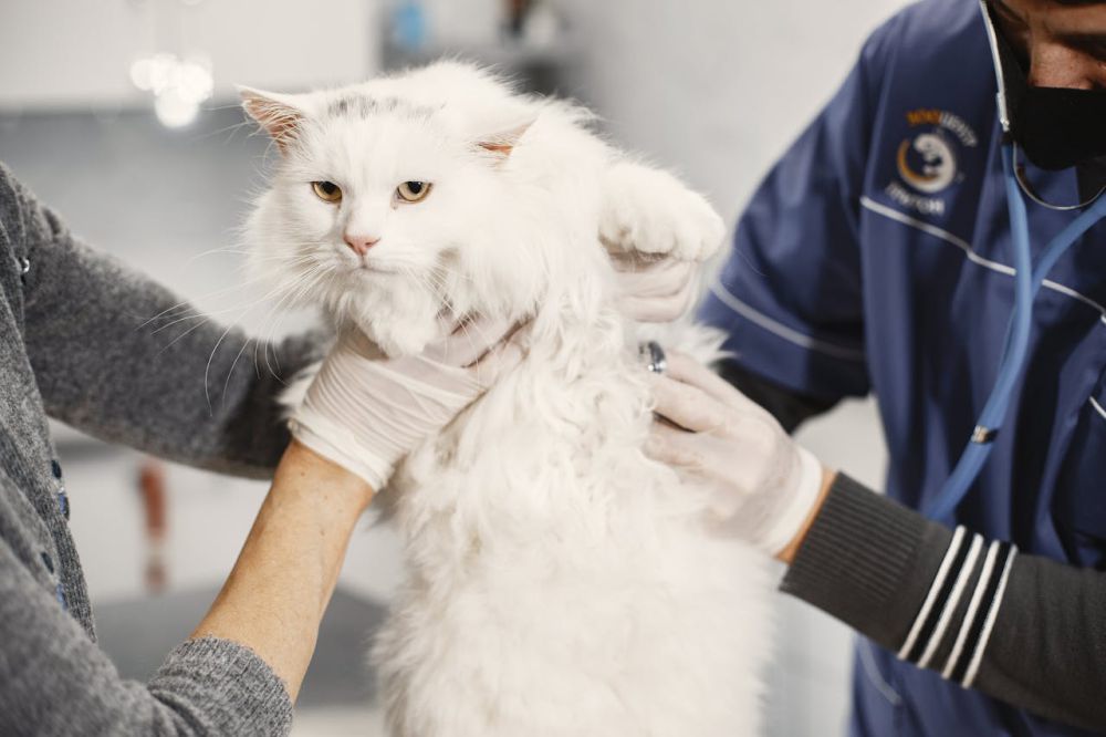 5 Alasan Hidung Kucing Selalu Basah dan Dingin