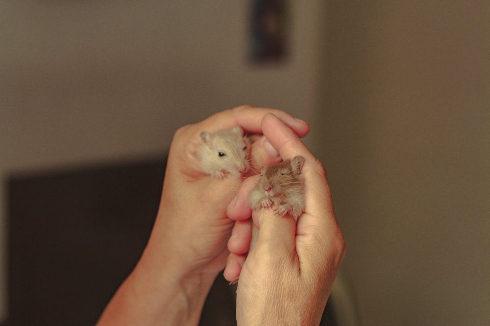 10 Penyebab Hamster Mati saat Dipelihara, Bukan Mati Konyol!