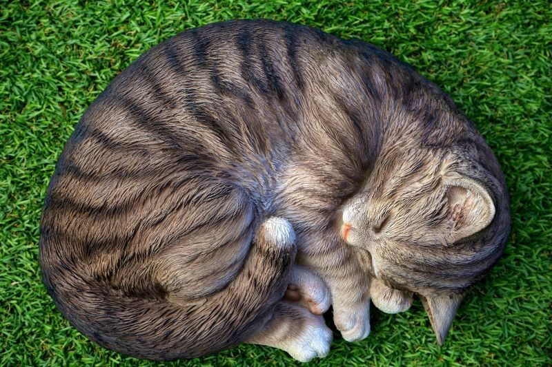 3 Fakta Menarik tentang Dengkuran Kucing yang Perlu Kamu Ketahui