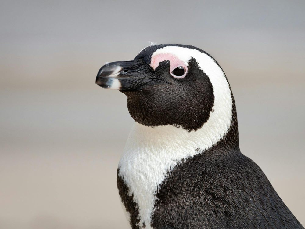 4 Alasan Penguin Berpuasa Dalam Waktu Lama, Bisa Sampai 2 Bulan