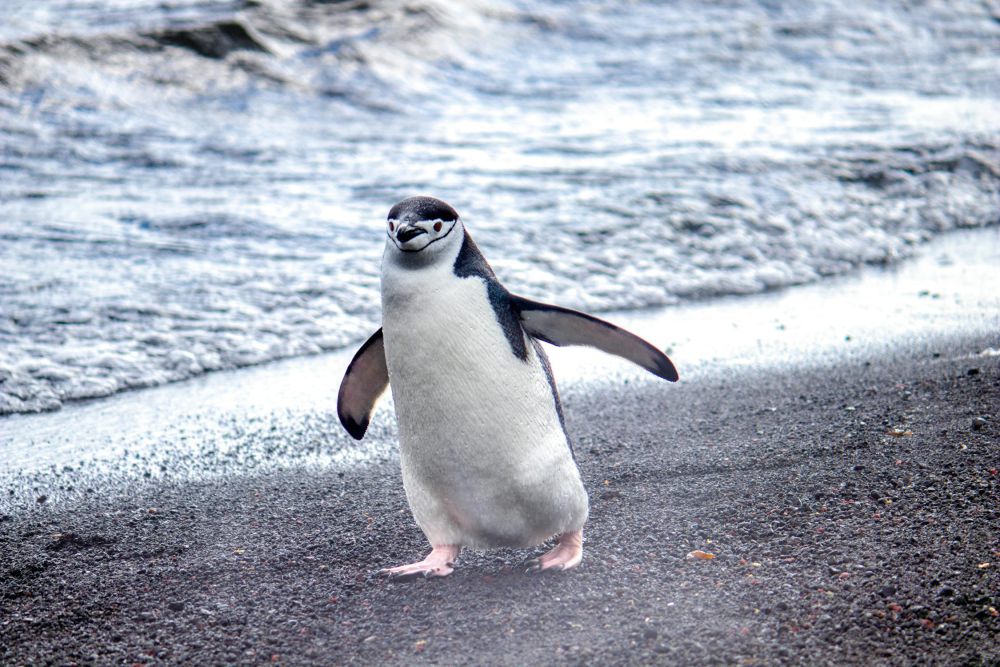 4 Alasan Penguin Berpuasa Dalam Waktu Lama, Bisa Sampai 2 Bulan