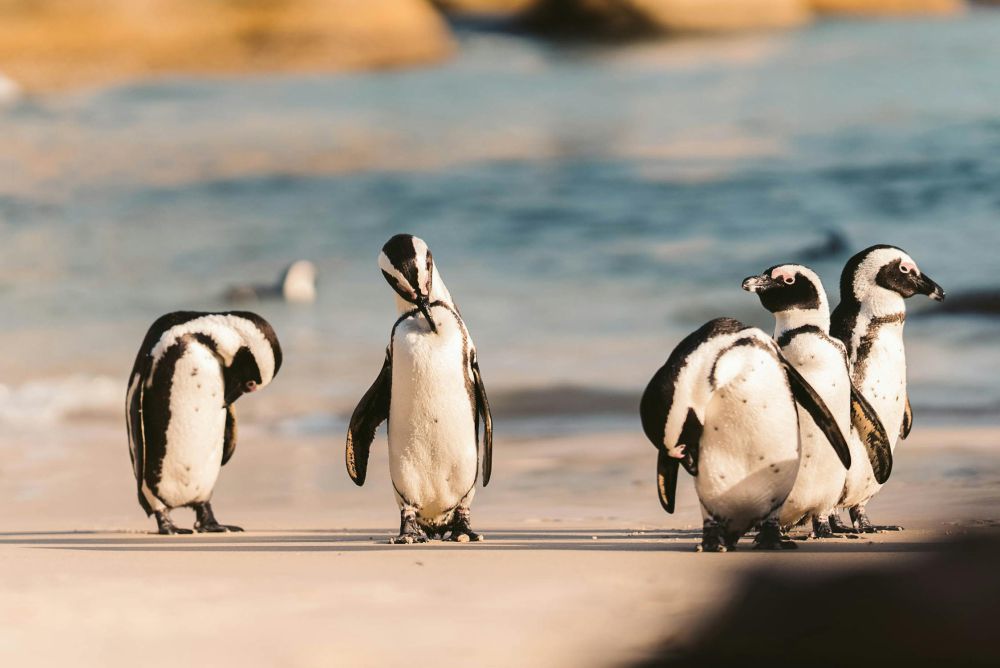 4 Alasan Penguin Berpuasa Dalam Waktu Lama, Bisa Sampai 2 Bulan