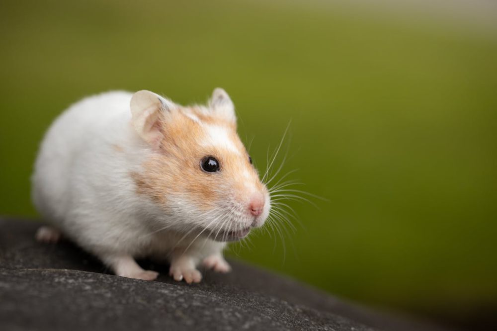 10 Penyebab Hamster Mati saat Dipelihara, Bukan Mati Konyol!
