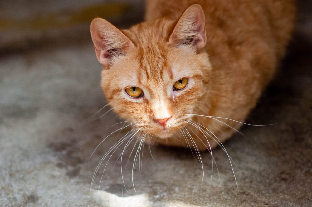 5 Alasan Hidung Kucing Selalu Basah dan Dingin