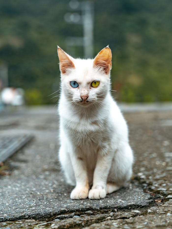 4 Mitos tentang Kucing Odd Eye, Katanya Bisa Bawa Sial