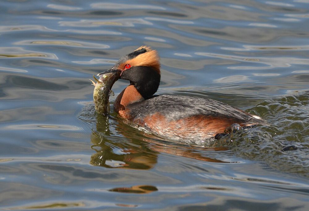 5 Fakta Horned Grebe, Burung Air Menawan Gemar Menyelam