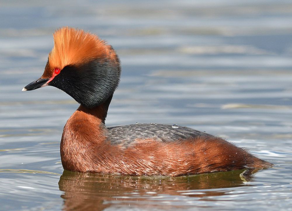 5 Fakta Horned Grebe, Burung Air Menawan Gemar Menyelam