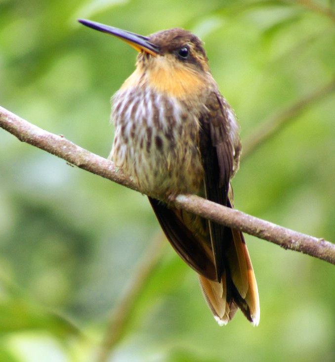 4 Spesies Burung yang Suka Menyendiri, Tidak Suka Wilayahnya Diusik