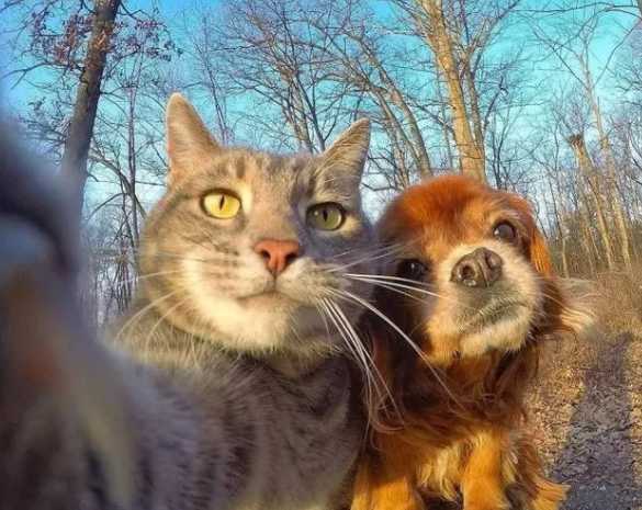 8 Potret Lucu Anjing dan Kucing Main bersama di Luar