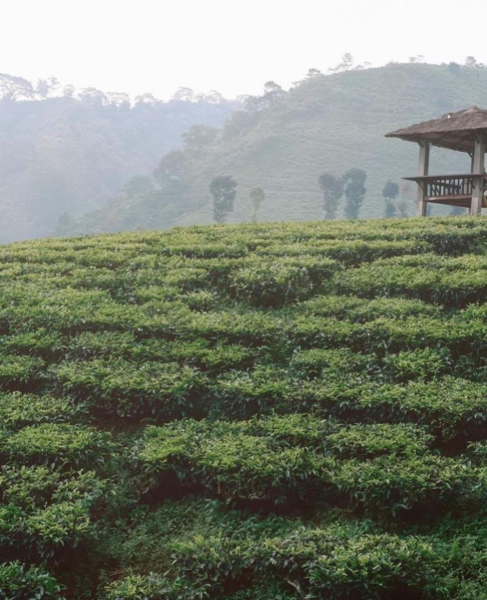 Kebun Teh Gunung Gambir Jember: HTM, Lokasi, dan Fasilitas