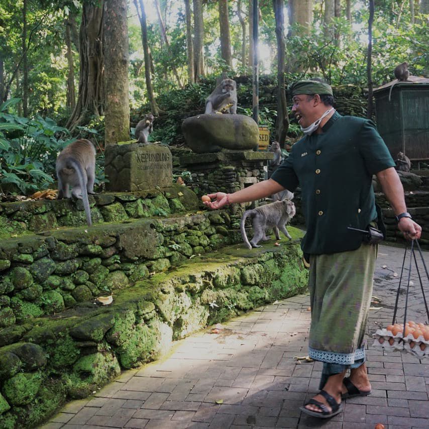 4 Tempat Wisata Bali yang Banyak Monyet, Liar dan Dijaga