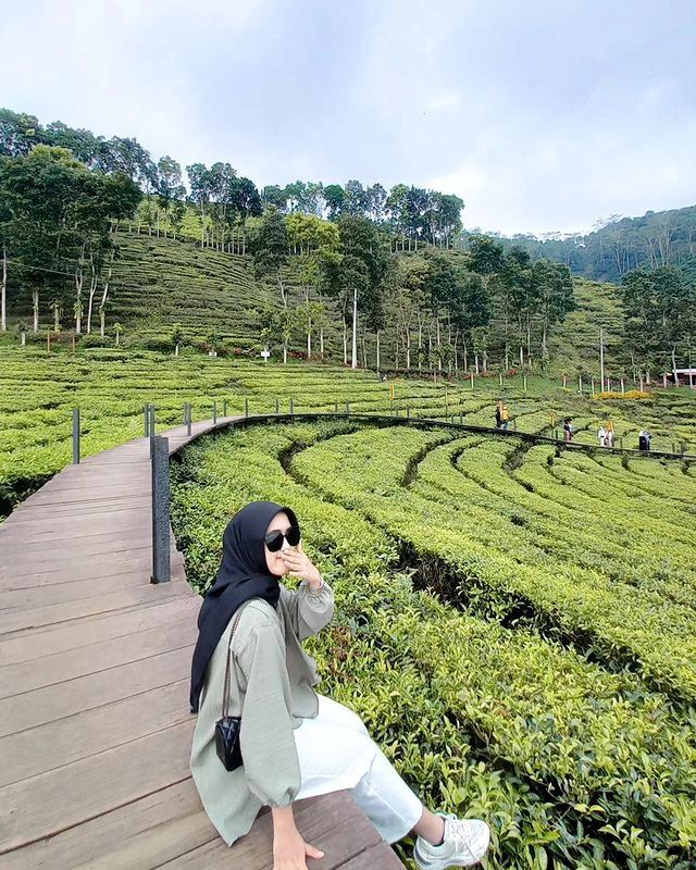 Kebun Teh Gunung Gambir Jember: HTM, Lokasi, dan Fasilitas