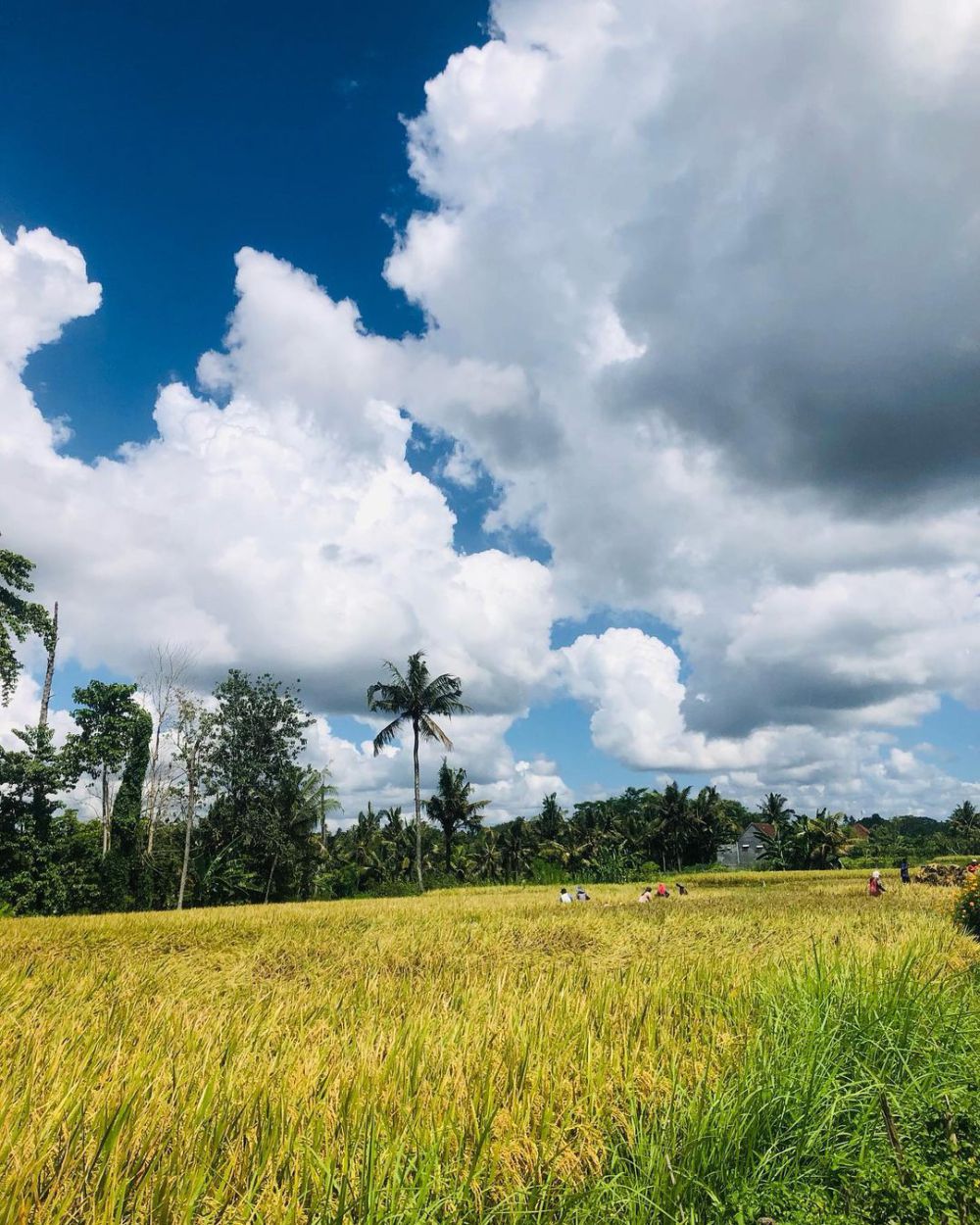 Tiket Masuk Air Terjun Temesi di Gianyar, Tirai Air Alami