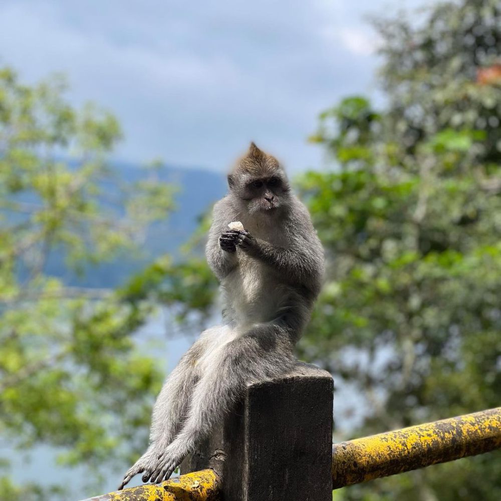 4 Tempat Wisata Bali yang Banyak Monyet, Liar dan Dijaga