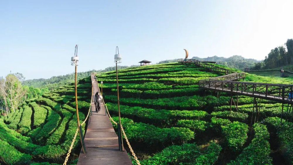 Kebun Teh Gunung Gambir Jember: HTM, Lokasi, dan Fasilitas