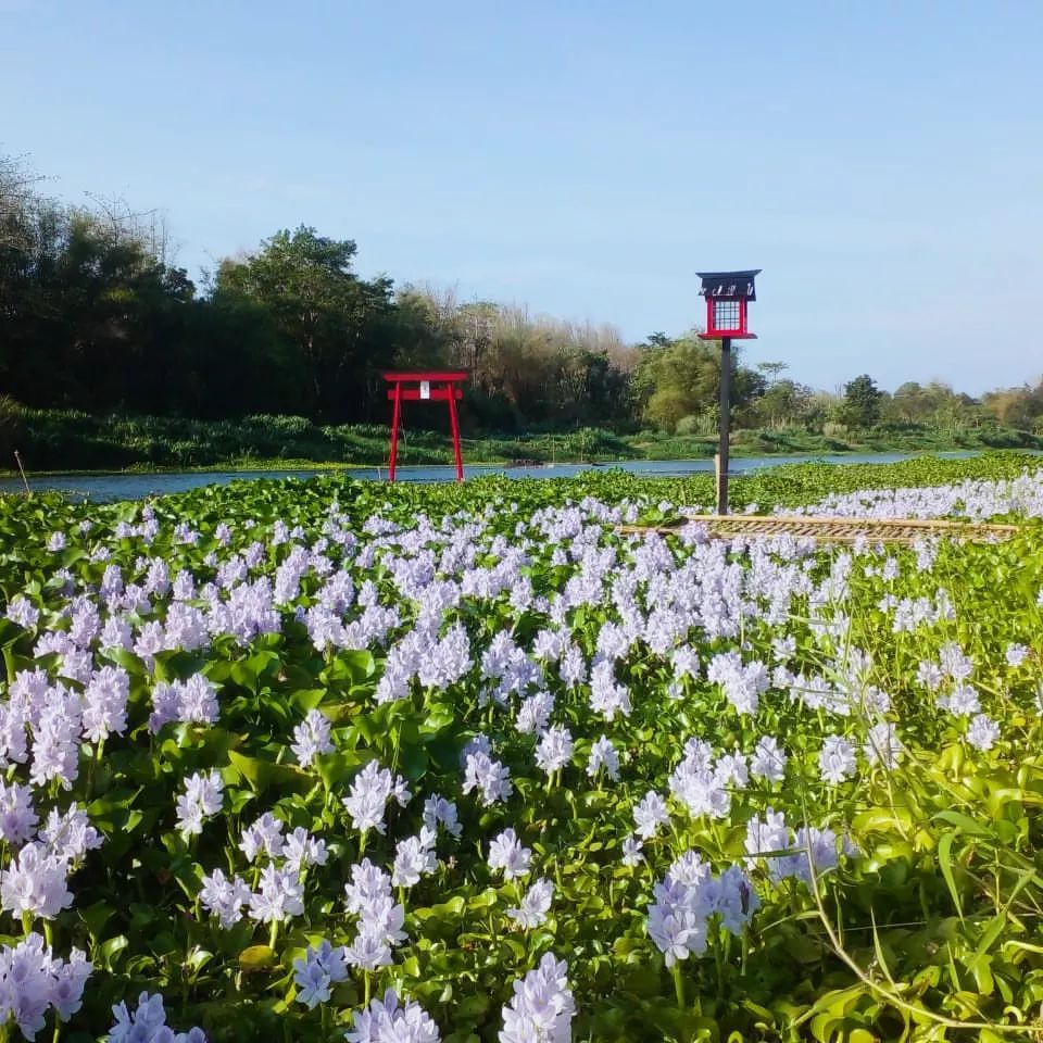 Kalinampu Natural Park, Wisata Ala Jepang di Jogja Selatan