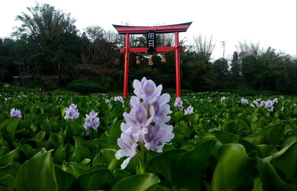 Kalinampu Natural Park, Wisata Ala Jepang di Jogja Selatan