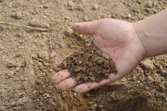 5 Langkah Mudah Menanam Cabai di Pot dan Lahan Sempit