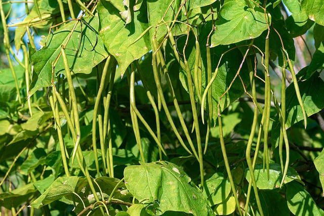 8 Sayuran yang Tahan Panas dan Cocok untuk Berkebun di Musim Kemarau