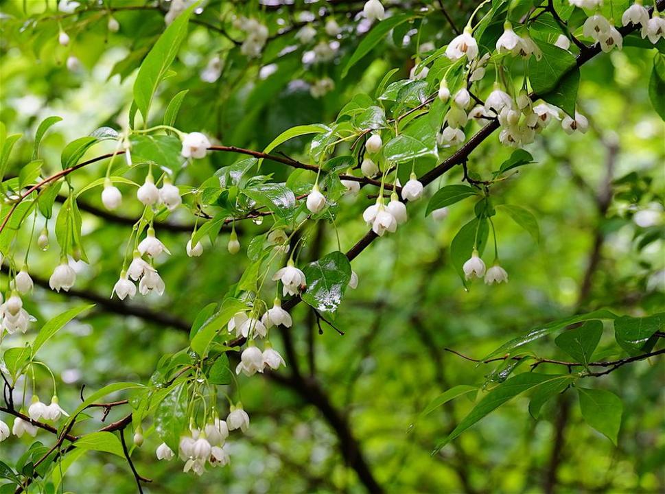 Tumbuhan Endemik Jepang