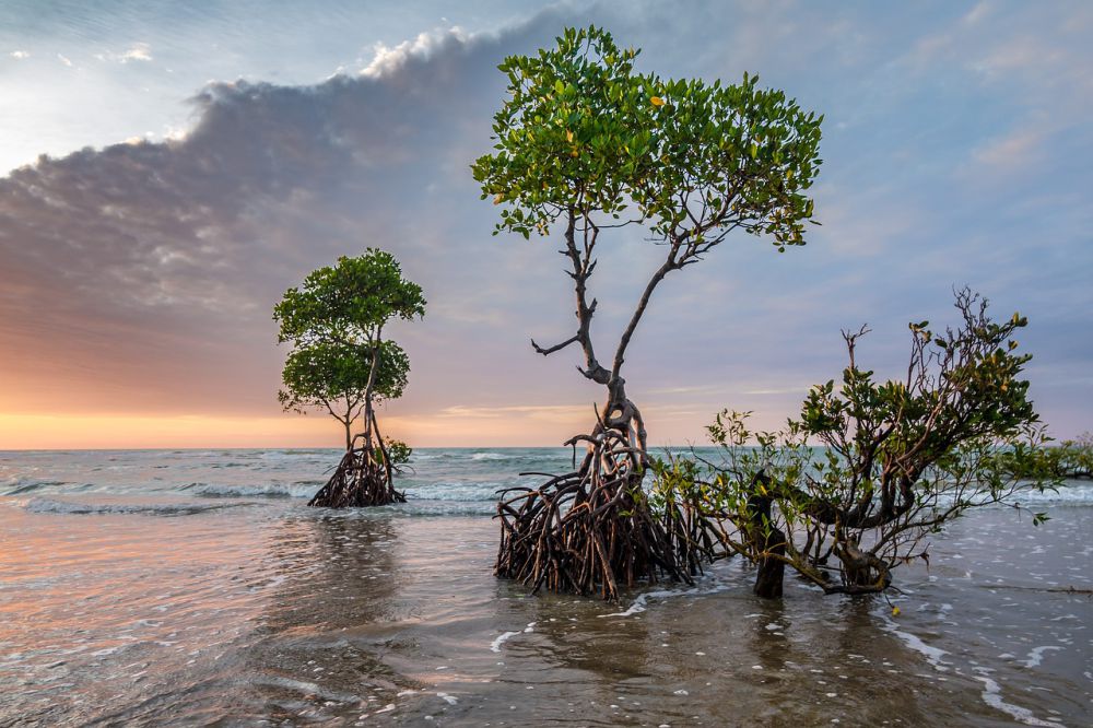 SRC dan Komunitas Kolaborasi Tanam 1.111 Bibit Mangrove