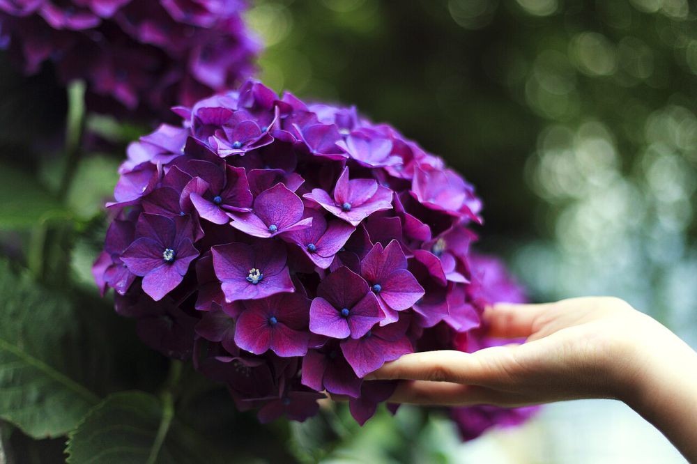 10 Rekomendasi Bunga Warna Ungu, Cantik untuk Kebun Kamu 