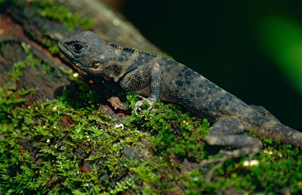 5 Fakta Menarik Plica Plica, Ahli dalam Berkamuflase di Hutan Tropis