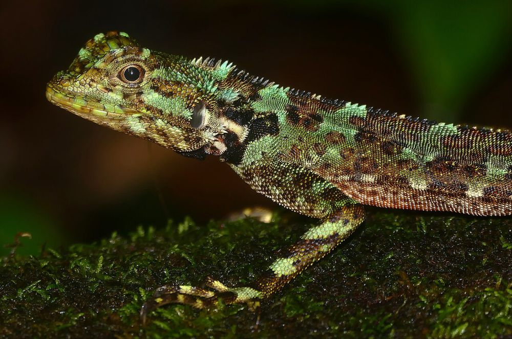 5 Fakta Menarik Plica Plica, Ahli dalam Berkamuflase di Hutan Tropis