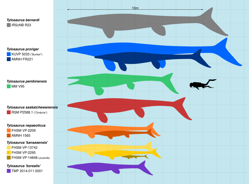 5 Fakta Unik Tylosaurus, Monster Laut Purba Pemakan Dinosaurus