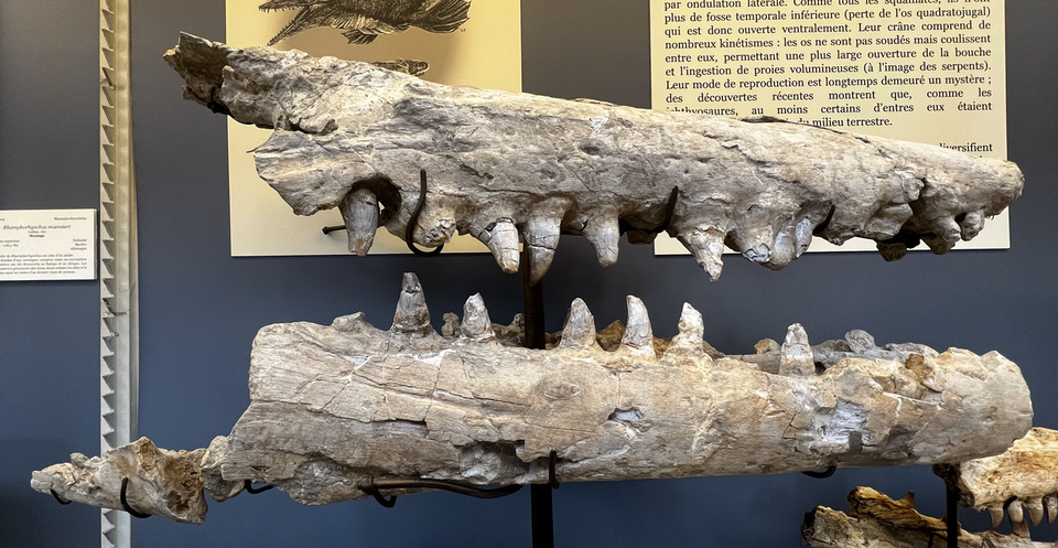 5 Fakta Unik Tylosaurus, Monster Laut Purba Pemakan Dinosaurus