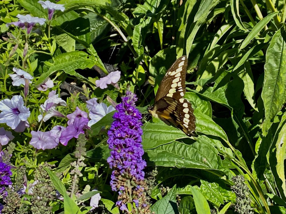 10 Rekomendasi Bunga Warna Ungu, Cantik untuk Kebun Kamu 